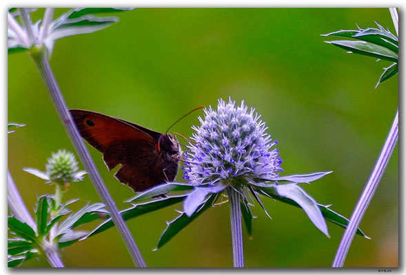 PL164.Warschau.Schmetterling