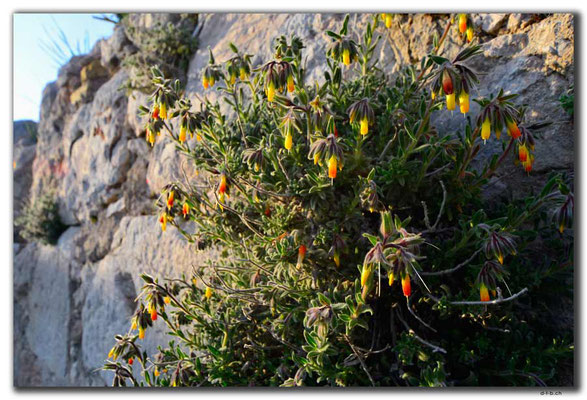 TR0224.Xanthos.Blumen