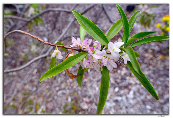 AU0710.Perth.Kings Park.Small leaved Mottlecah