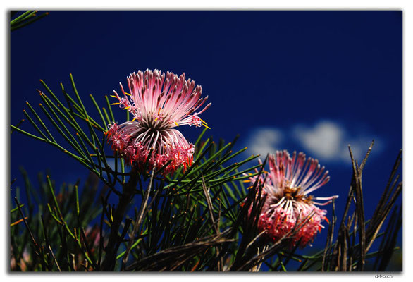 AU0441.Kalbarri N.P.Blume
