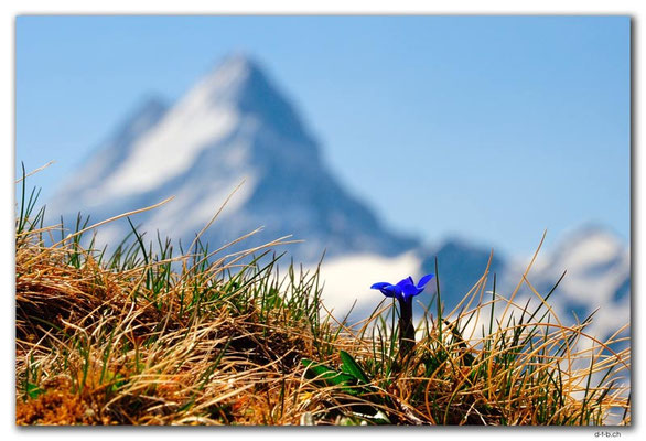 GW0259.Enzian vor Schreckhorn