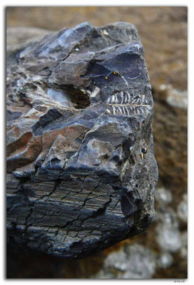 NZ0909.Curio Bay,Petrified Forest.Leave and Bark