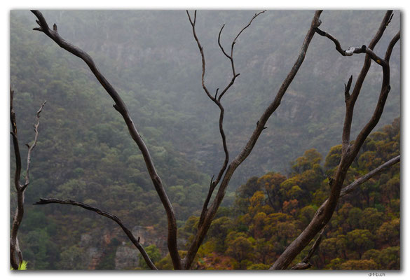AU1107.Adelaide.Morialta Falls.Tal im Nebel