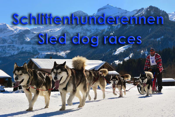 Fotogalerie Schlittenhunderennen / Dog sled races, Photogallery