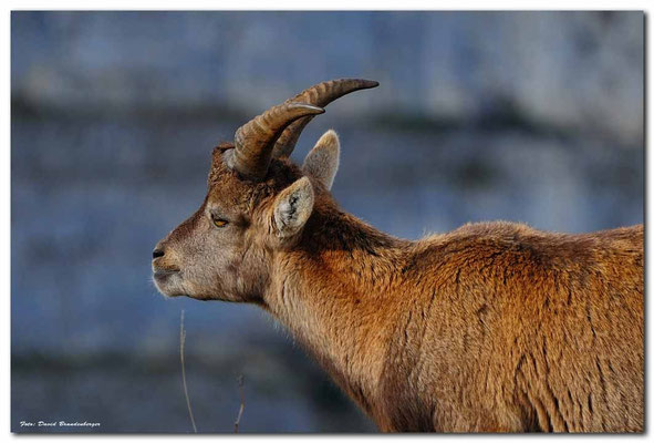 A0749.Creux du Van Steinbock.CH