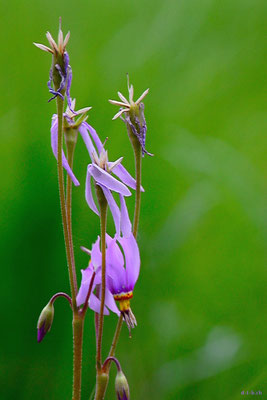 CA0234 Osoyoos Blume