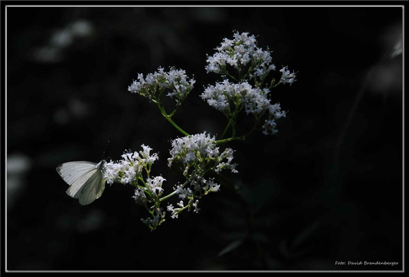 A0262.Schmetterling,Sense.CH