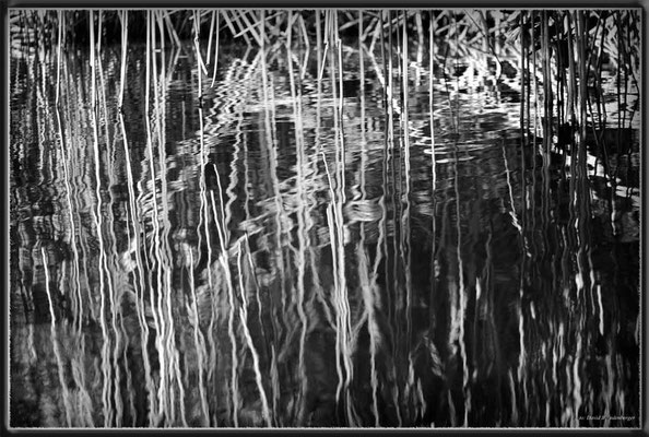 JM089.Mangrove Great Morass