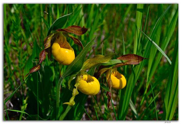CA1075.Saint Claude.Orchids.Yellow lady slippers