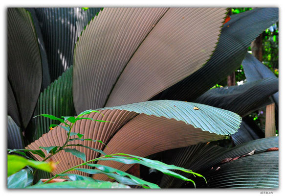 SIN0095.Botanical Garden