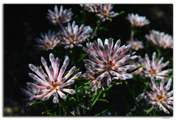 AU0613.Nilgen N.R.Blume
