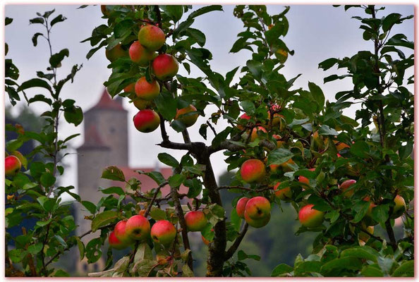 DE167.Rothenburg ob der Tauber, Äpfel
