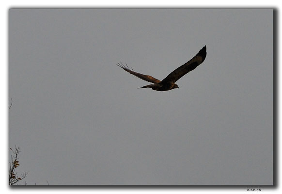 KZ0082.Adler