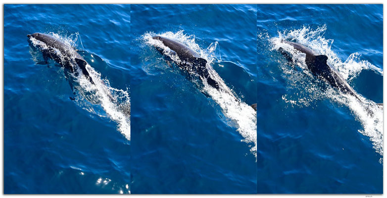 EQ0168.Dolphin