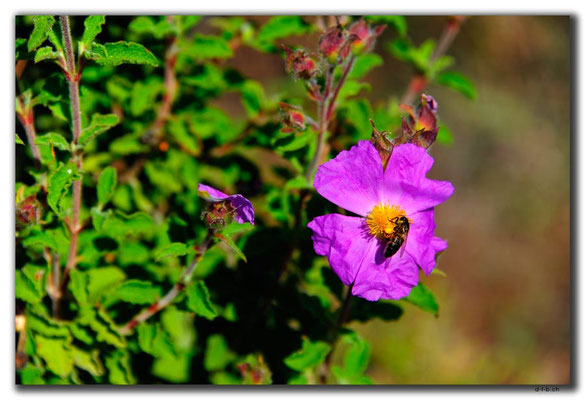 TR0487.Demirören.Blume mit Biene