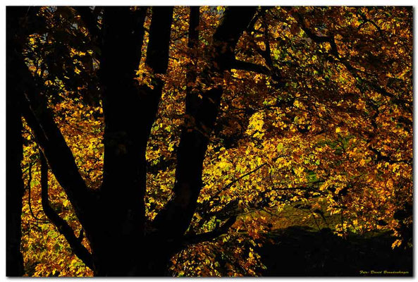 A0719.Herbstbaum.Grindelwald.CH