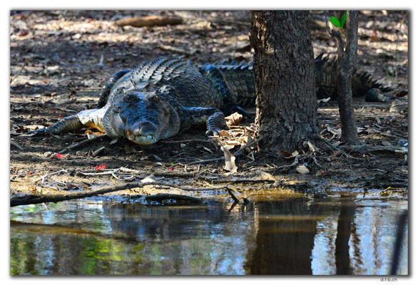 AU0019.Corroboree Billabong.Crocodile