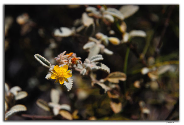 AU0324.Karratha.Wolly Corchorus
