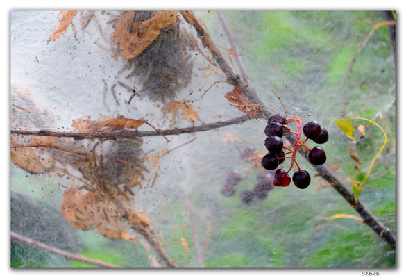 CA1201.Berries and Web