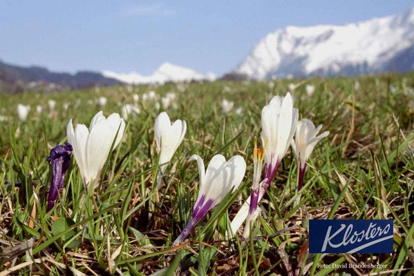 P0004.Krokus in Klosters.CH