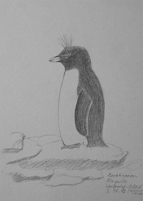 012.Skizze, Rockhopper-Pinguin, Westpoint Island /Falkland Islands - Las Malvinas
