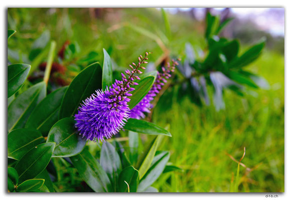 NZ0044.Devonport.Blume