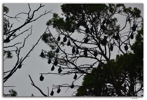 AU1110.Adelaide.Bot.Garden.Flying Fox