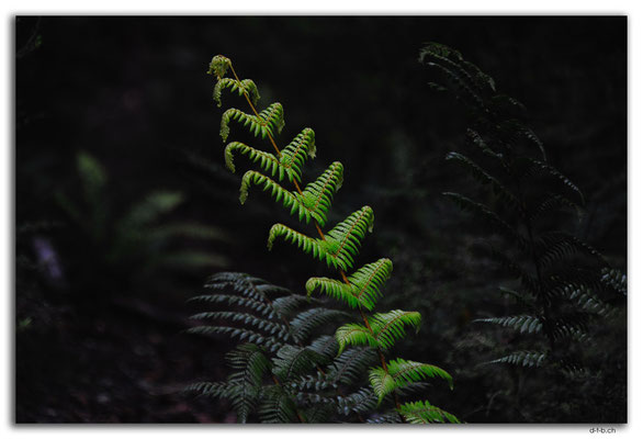 NZ0582.Anatoki Track.Fern