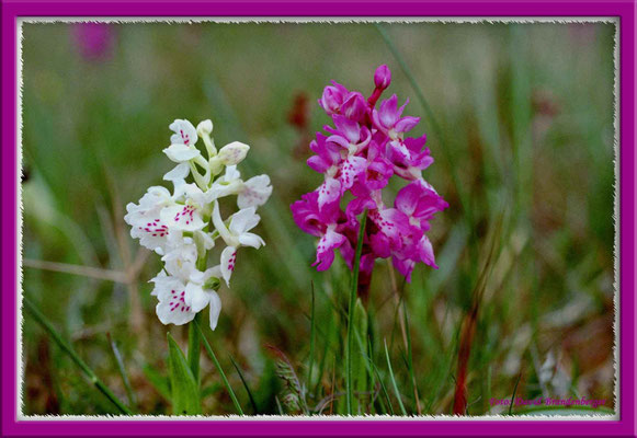 A0154.Adam&Eva Orchidee.Gotland.SE