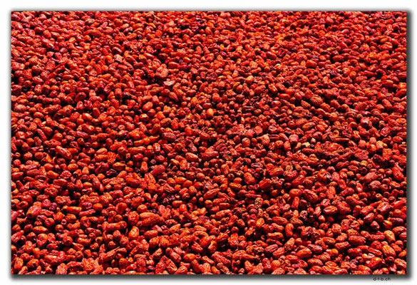 CN0210.Myrica rubra