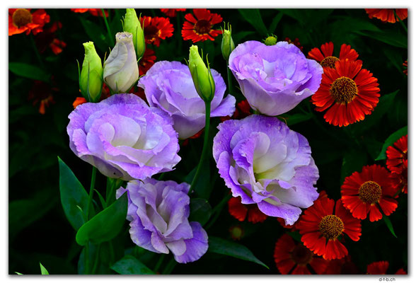 CA0840.Winnipeg.English Garden