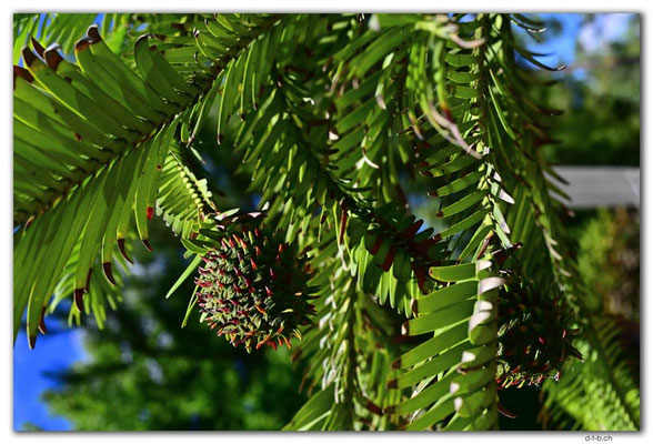 ES0230.Jardin Botanico de la Rioja.Wollemia nobilis
