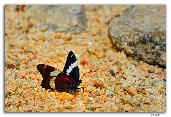 CA1082.Kenora.Butterfly