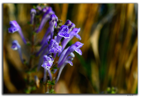 HK0131.Tai To Yan.Orchidee