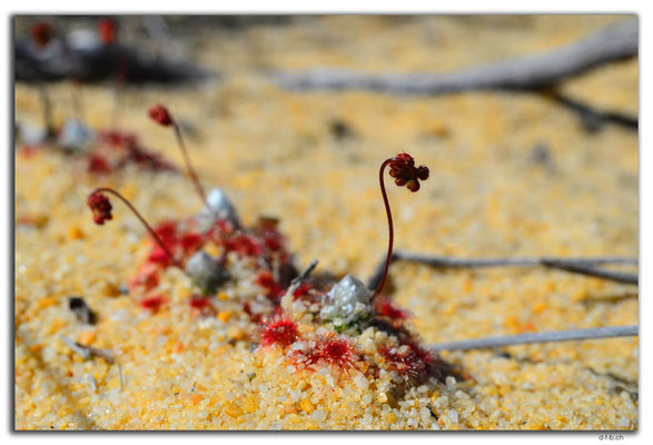 AU0450.Kalbarri N.P.Blume