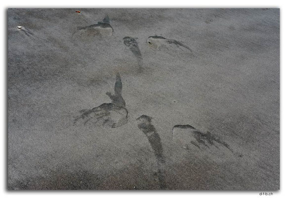 NZ0606.Farewell Spit. Fossil Point.Track of a Sealion