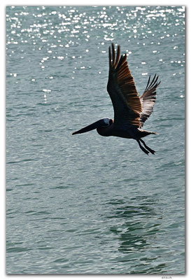 AW0011.Pelican