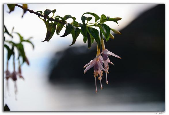 NZ0856.Stewart Island.Oban.Horseshoe Bay.Flower