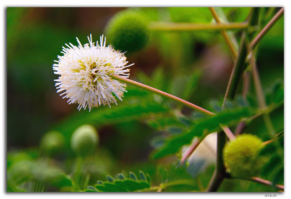 FJ0001.Nadi.Blume