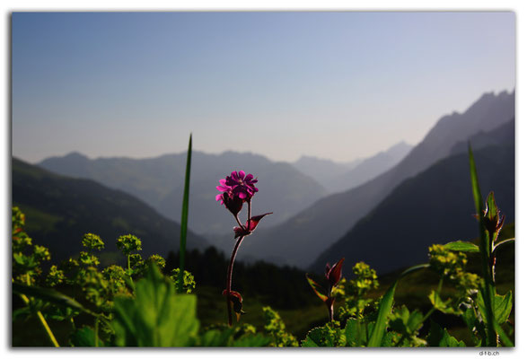 GW0294.Blume bei Grosse Scheidegg