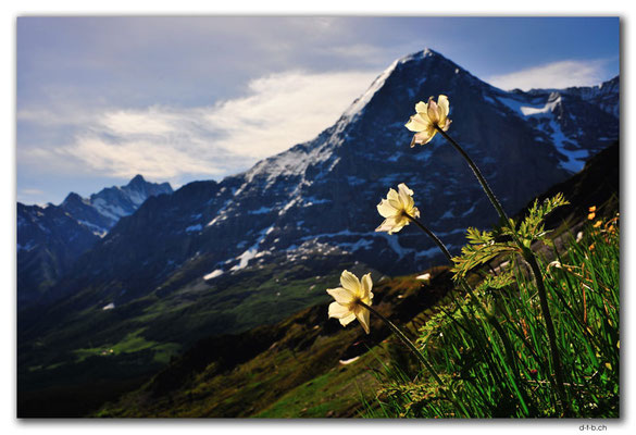 GW0283.Annemonen vor Eiger