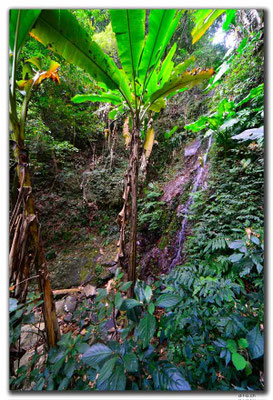 HK0072.Tai Mo Shan.Small Fall