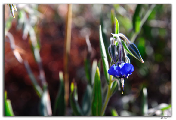 AU00156.Blume