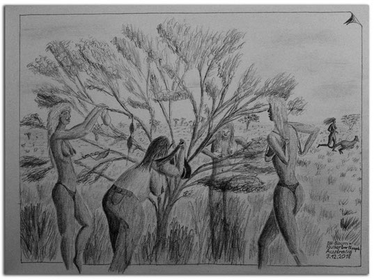 200.Skizze.BH-Baum + Nullarbor Nymph.Australia