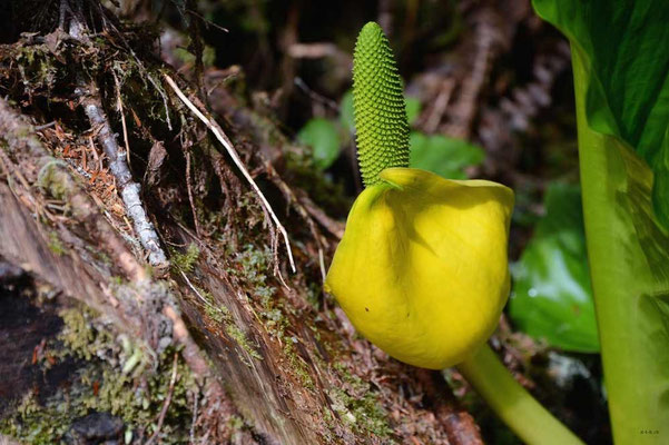 CA0058 WCT Orchidee