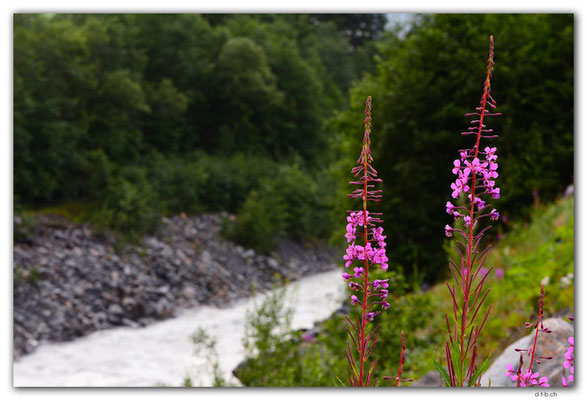 GW0551.Wald-Weidenröschen an Weisser Lütschine