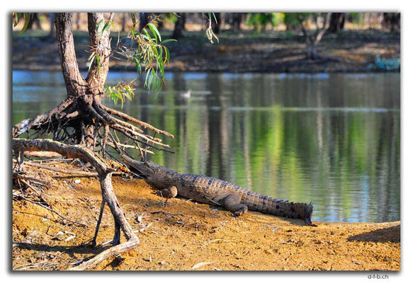 AU0233.Ellendale Lake.Croc