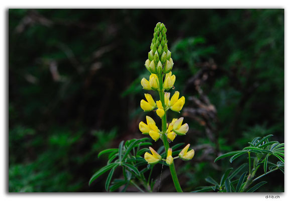 NZ0904.Curio Bay,Flower