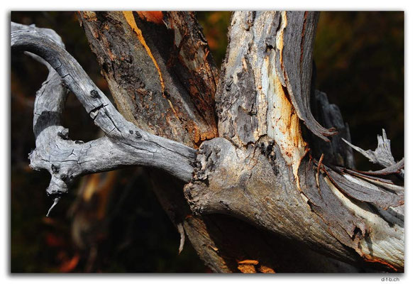AU1112.Fleurieu Peninsula.Hindmarsh Falls.Holz