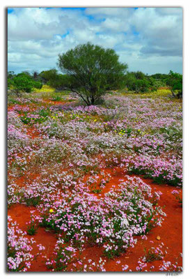 AU0413.Blumenwiese